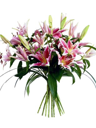 Festiva - A Fun Stargazer Lilies Flower Bouquet - Options:<p>
5 Stargazer Lilies, 3 Leather, Bear Grass <p>
7 Stargazer Lilies, 3 Leather, Bear Grass <p>
10 Stargazer Lilies, 3 Leather, Bear Grass <p>

Stargazer lilies are considered to be among Earths most perfect flower. Each lily bud bursts with color and fragrance that your senses cant deny. Every magical magenta center of a lily deserves to be noticed. Often used for wedding bouquets for their beauty, these classic, fragrant multiple-bud lilies never go out of style. When you buy stargazer lilies, they are bright, fun, and command attention!<p>
When you want to order lilies for someone special, we'll send only the very best Stargazer Lilies you'll find - ready to burst open for your recipient.<p> 

Order lilies by 1:00 EST for FedEx next day delivery Tuesday-Saturday. Elegant vases and other special items are available during checkout. Overnight delivery Tuesday - Friday is $10.99, Saturday is $19.99. Order lilies from Beyond Blossoms today and command the attention with flowers that will definitely stand out.<p>

Satisfaction with your Stargazer lilies is guaranteed. All of our flower bouquets are shipped farm fresh. Your lilies come hand-tied, budding, and ready to make someone smile.<br><br>Code:10008-9476-10008-0000082676